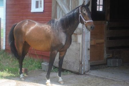 The Purpose of A Horse Image